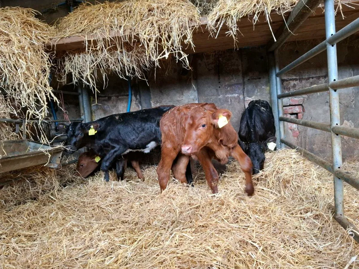 Swedish red x heifers - Image 1