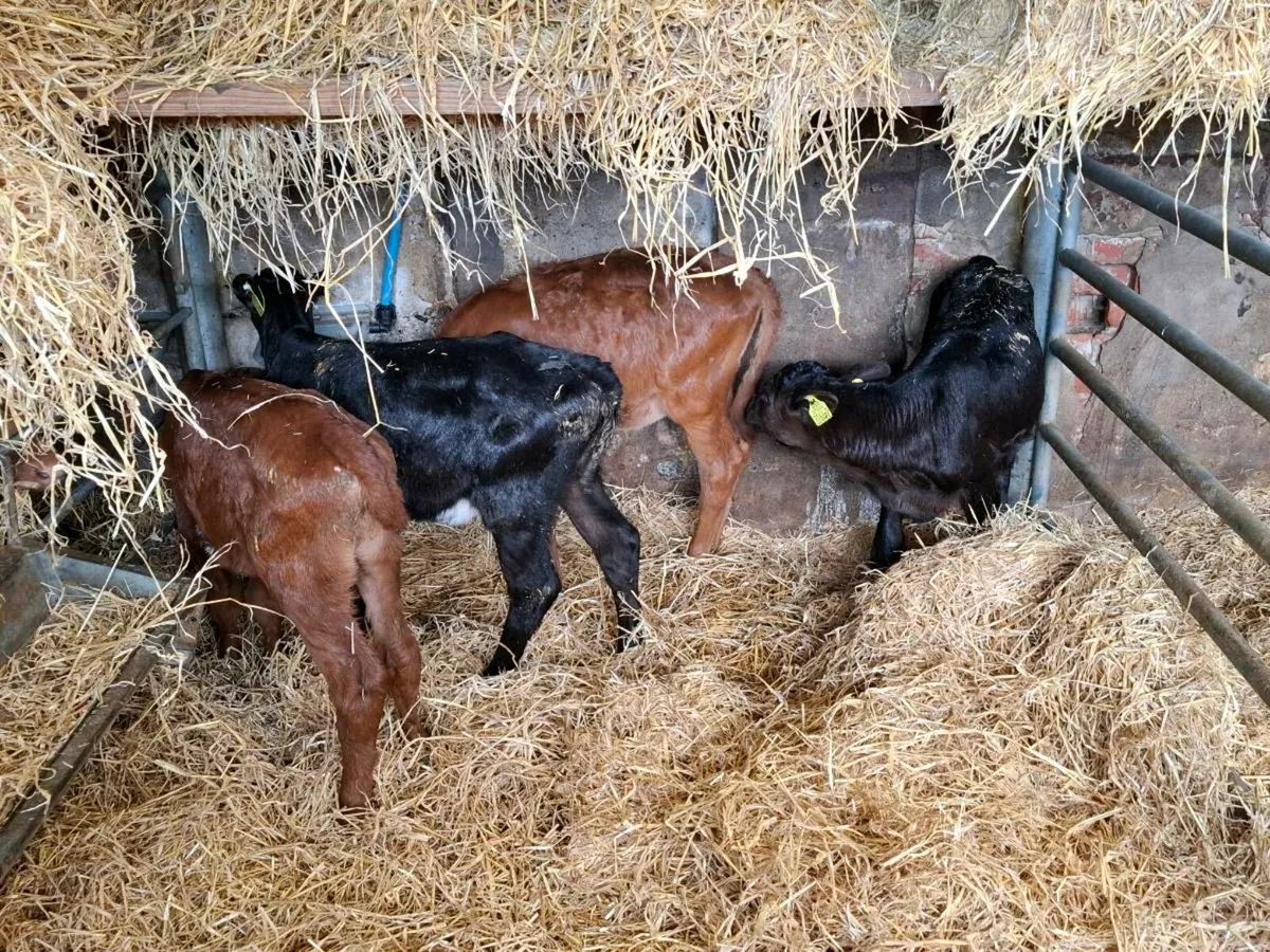 Swedish red x heifers - Image 2