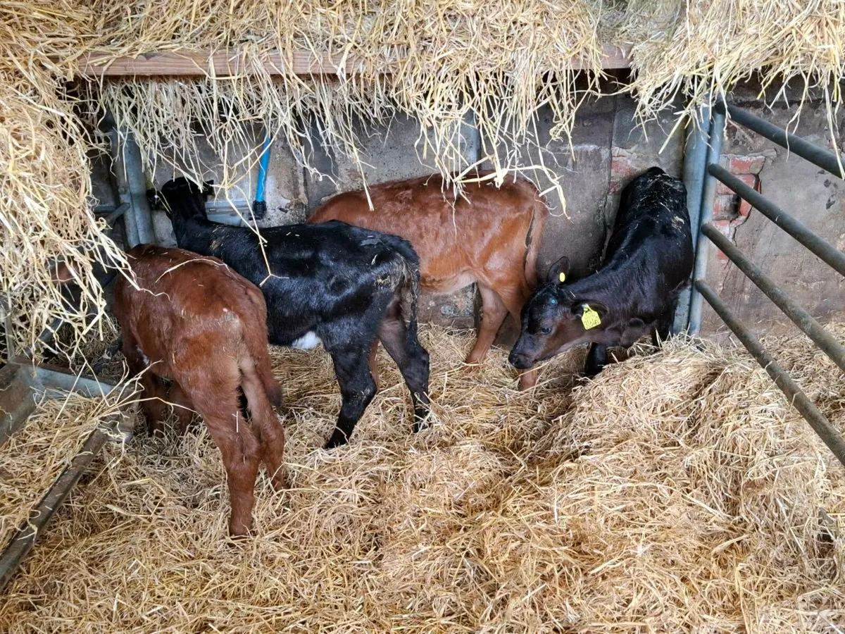 Swedish red x heifers - Image 3