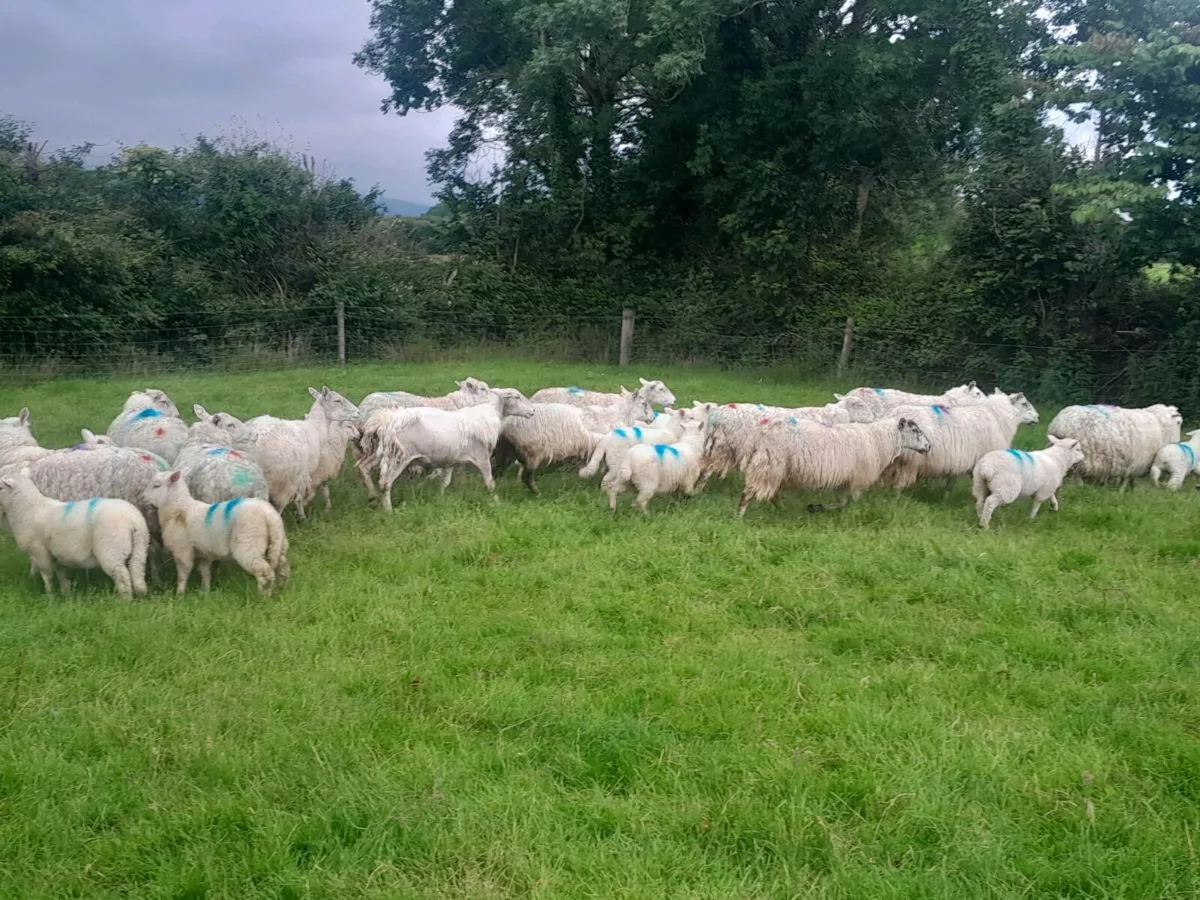 Ewes and lamb's - Image 1