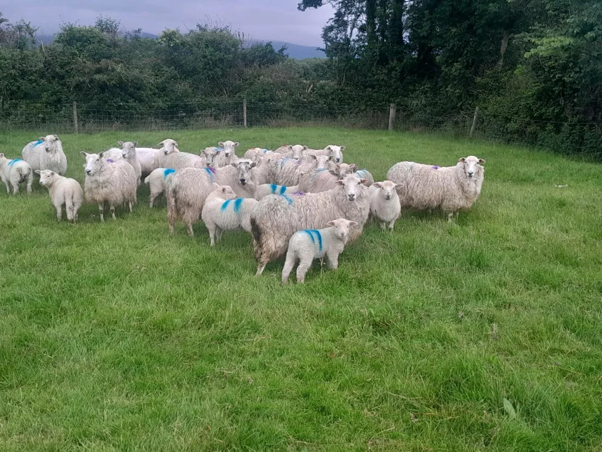 Ewes and lamb's - Image 2