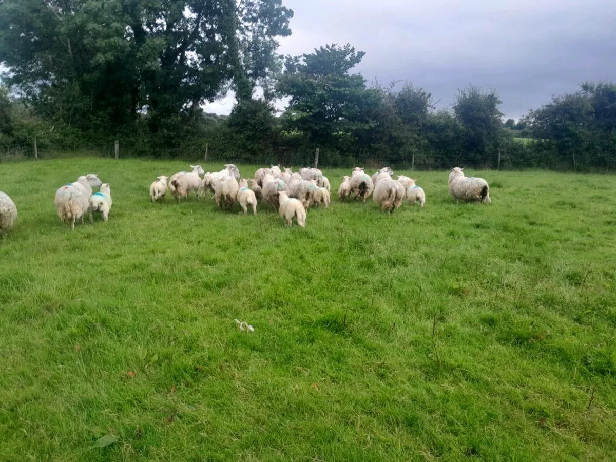 Ewes and lamb's - Image 3