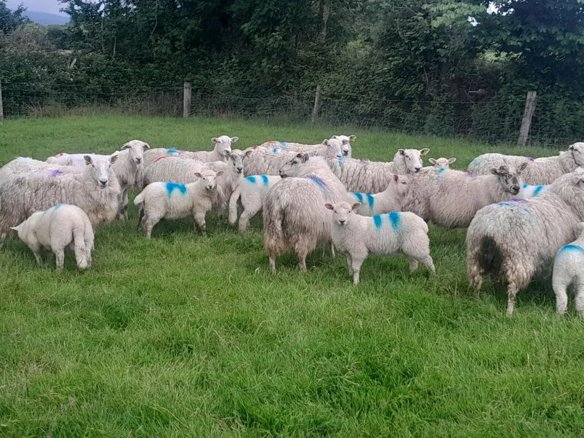 Ewes and lamb's - Image 4