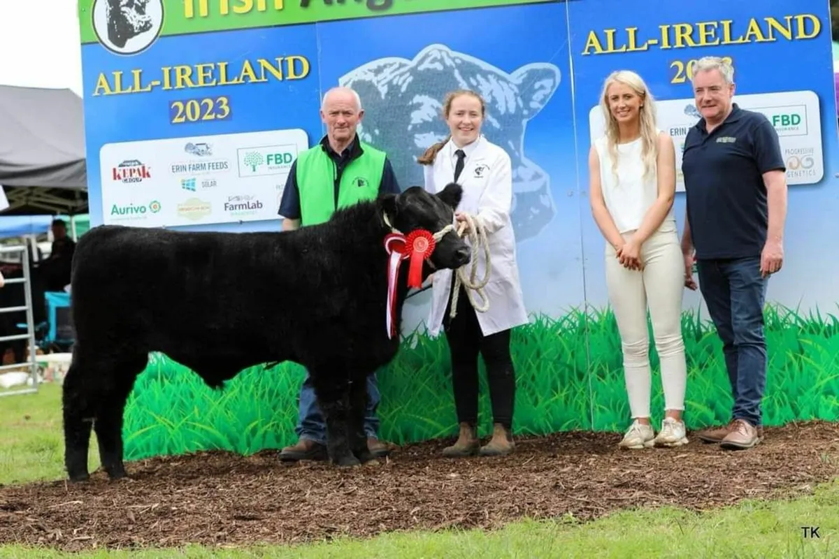PBR Angus incalfs and Maiden heifers - Image 2