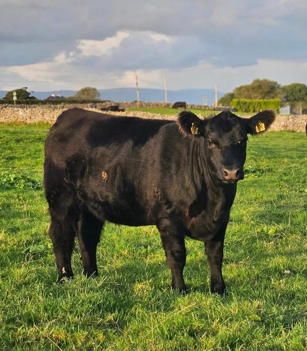 PBR Angus incalfs and Maiden heifers - Image 3