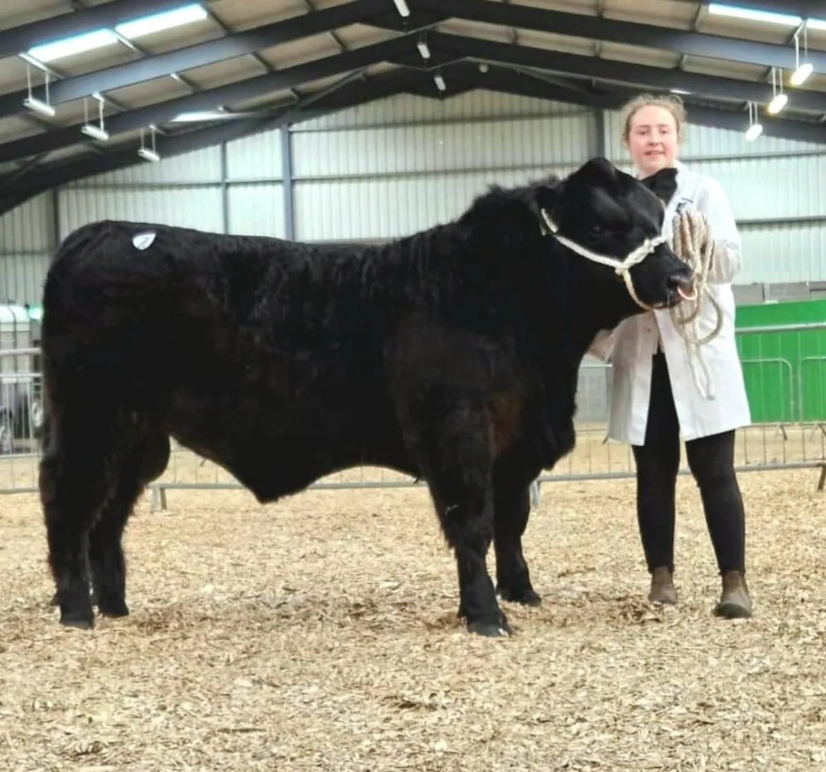 PBR Angus incalfs and Maiden heifers - Image 4