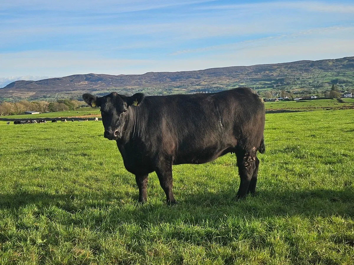 PBR Angus incalfs and Maiden heifers - Image 1