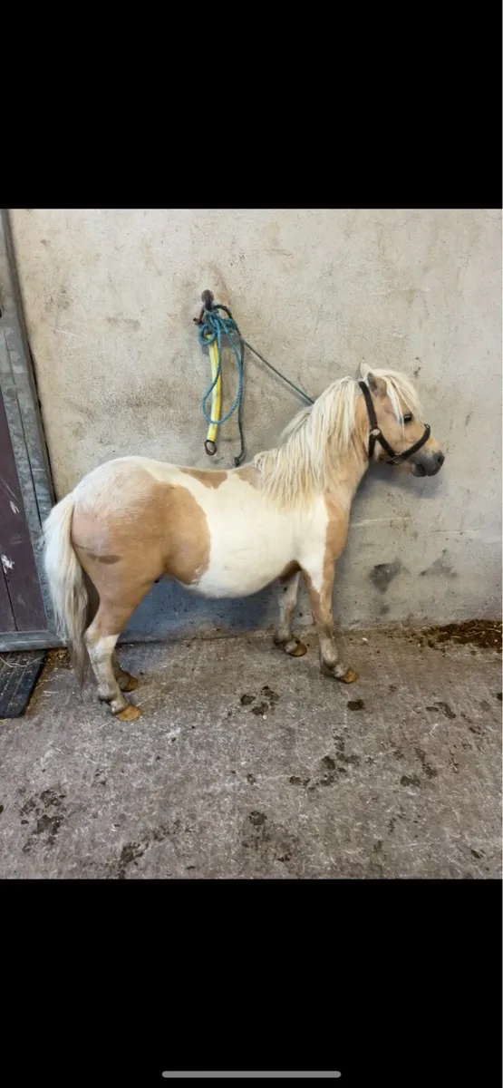 Miniature stallion - Image 1