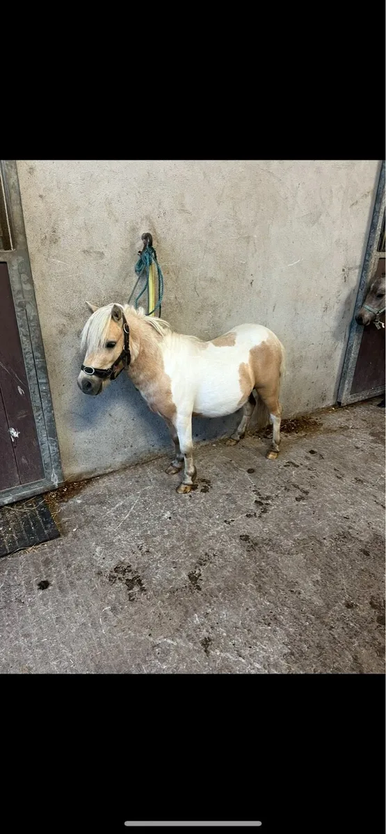 Miniature stallion - Image 2