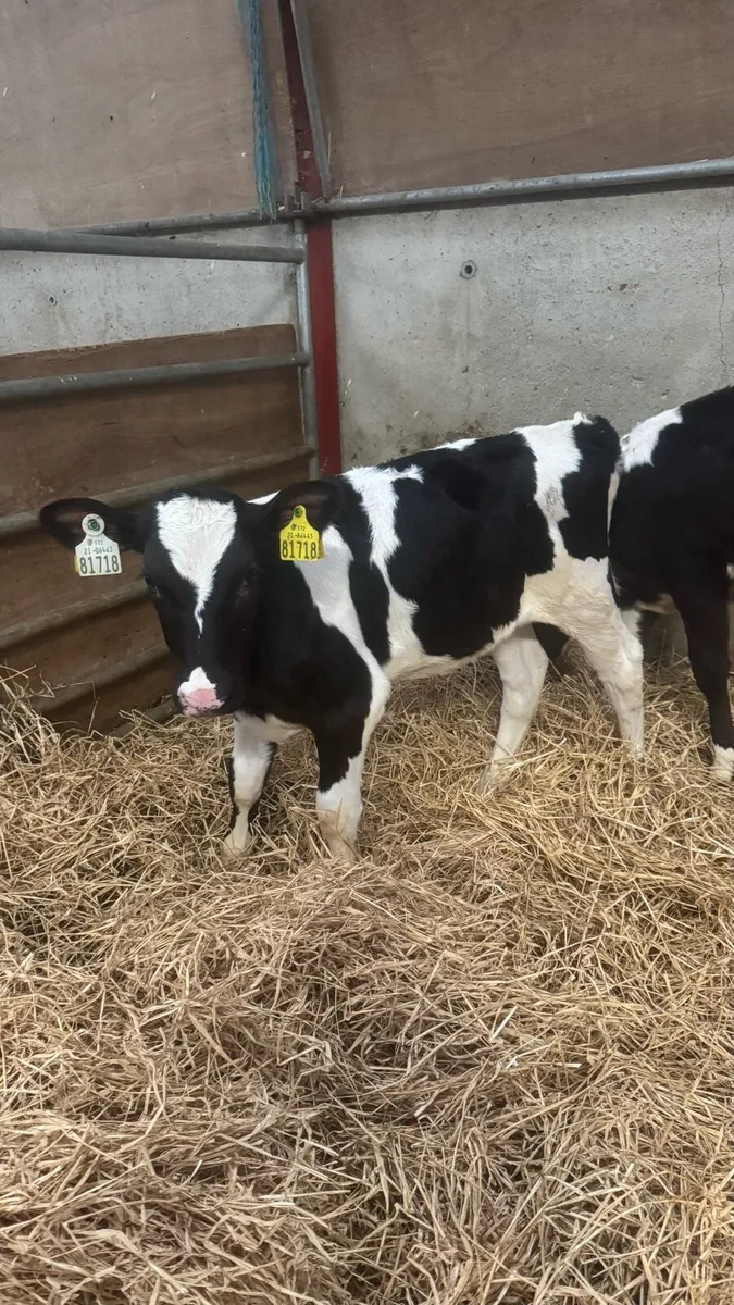 2 Pedigree Holstein Friesian Heifers - Image 1