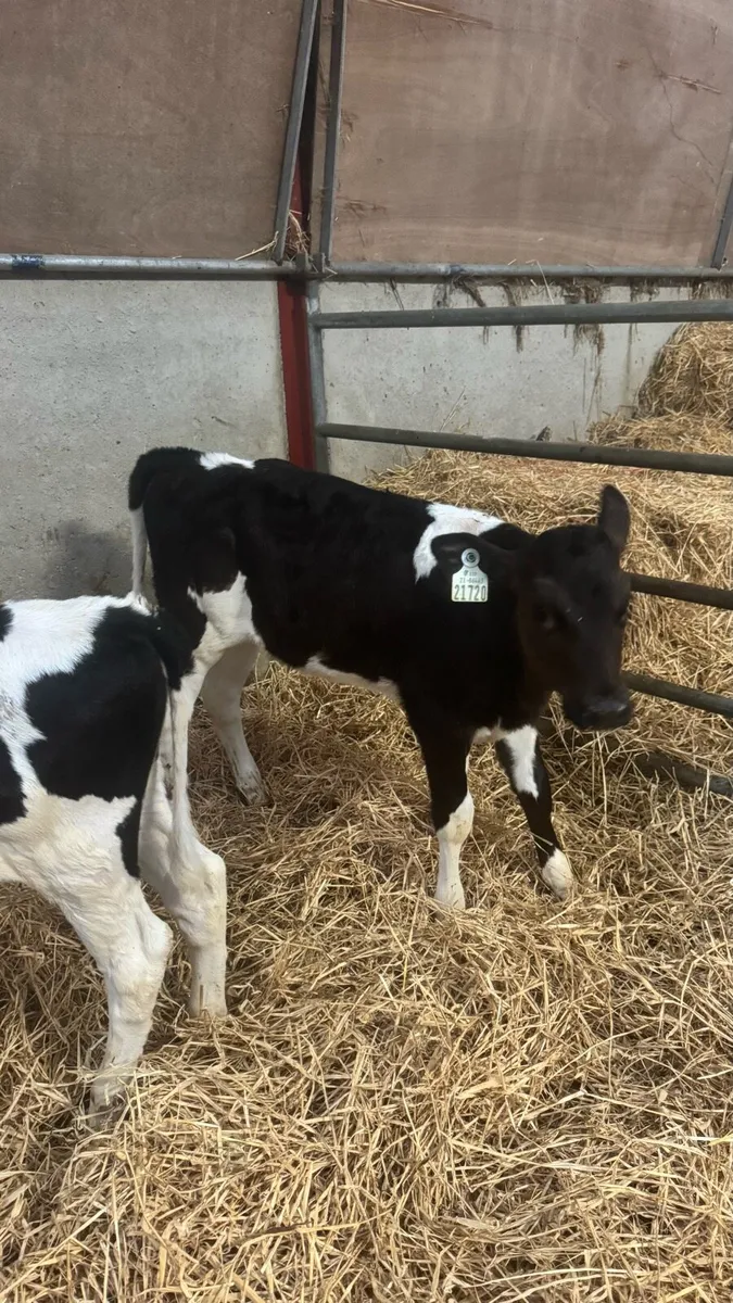 2 Pedigree Holstein Friesian Heifers - Image 2