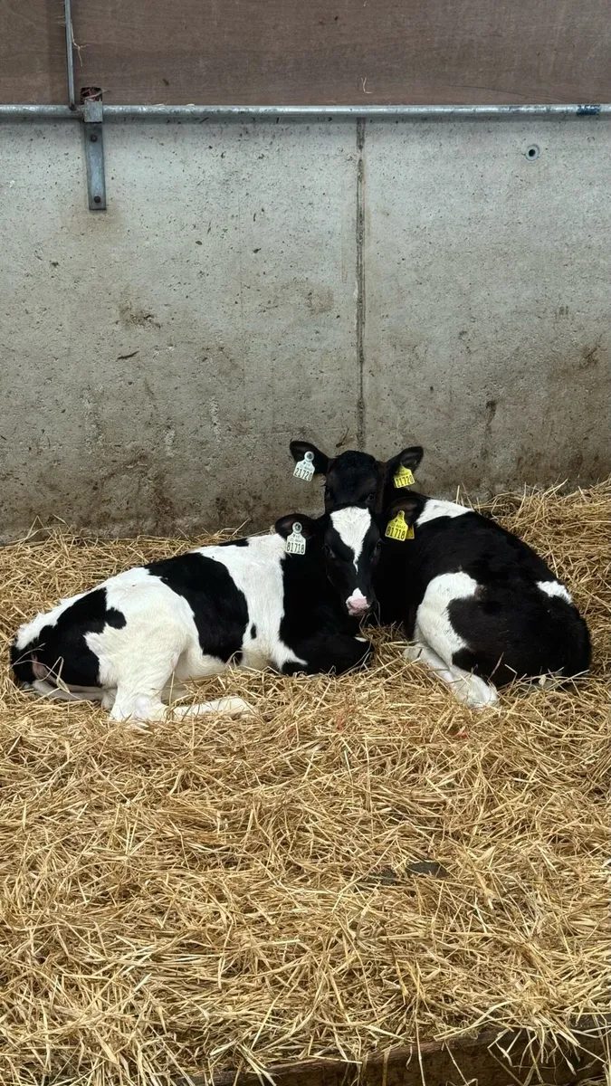 2 Pedigree Holstein Friesian Heifers - Image 3