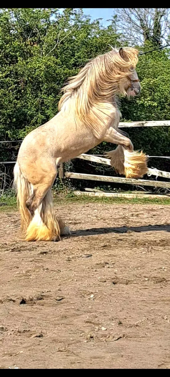 Horses - Image 1