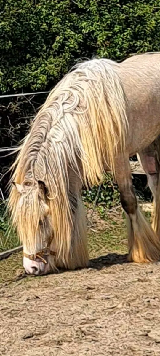 Horses - Image 2