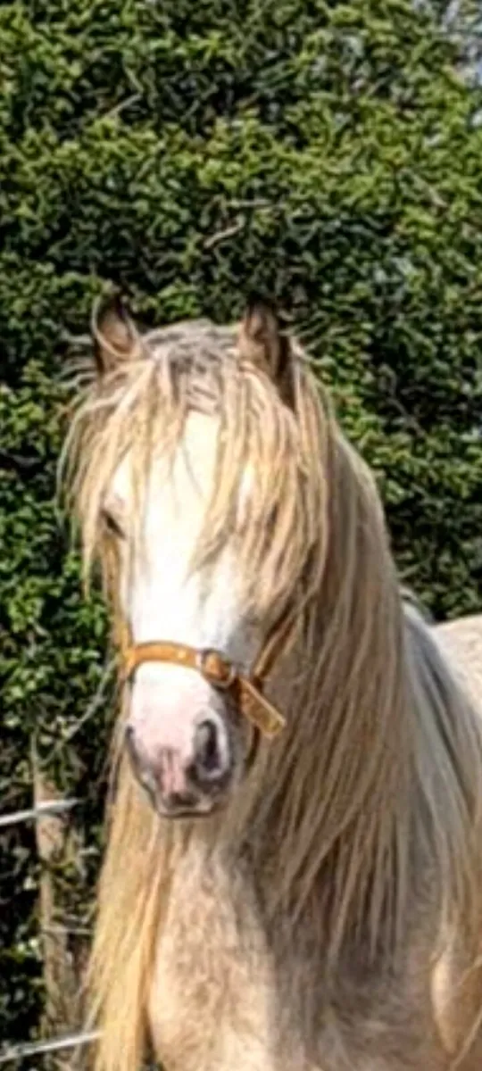 Horses - Image 3