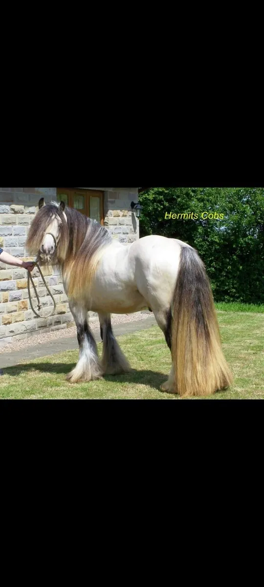 Horses - Image 4