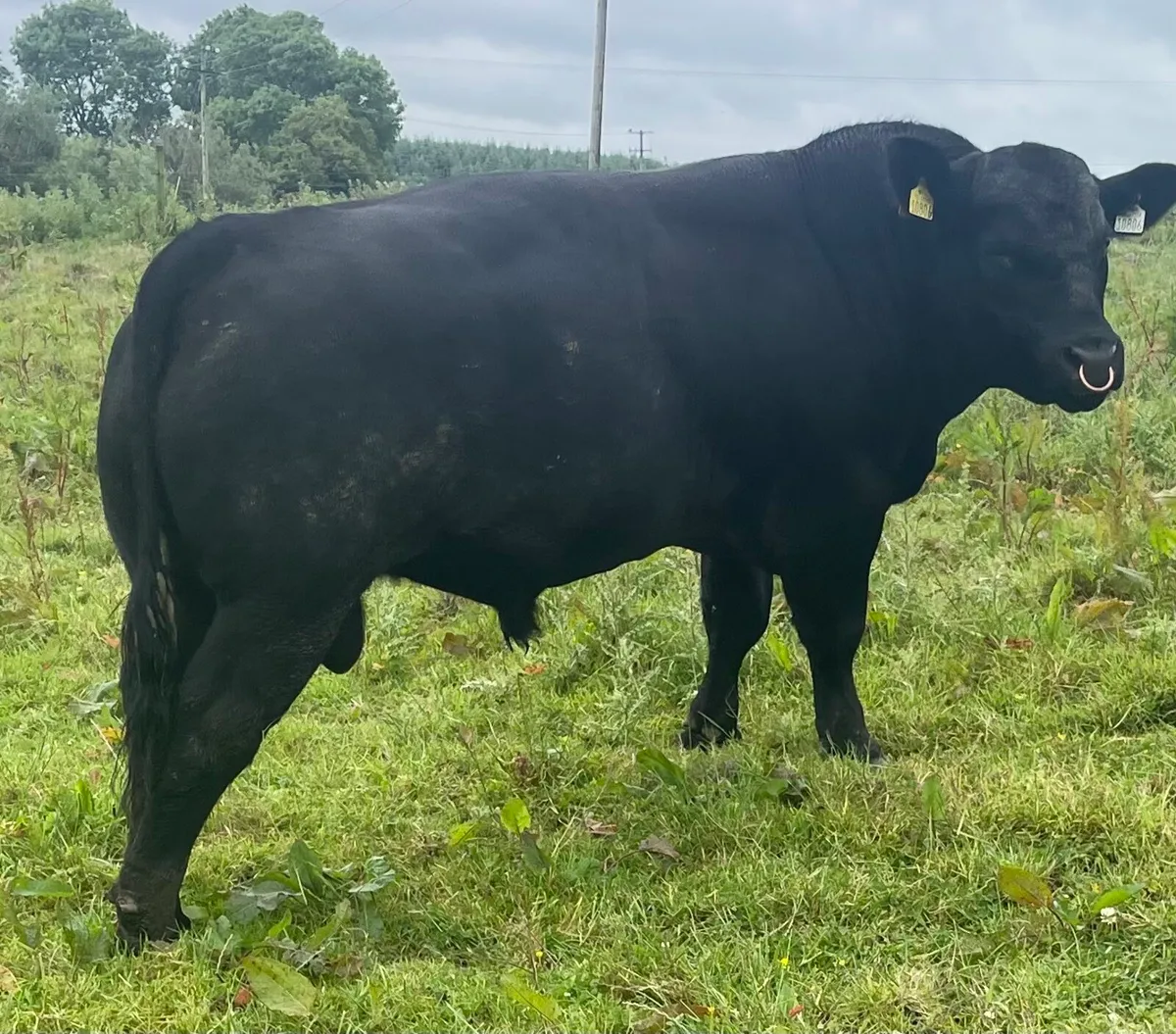 20 month old Angus Bull - Image 1