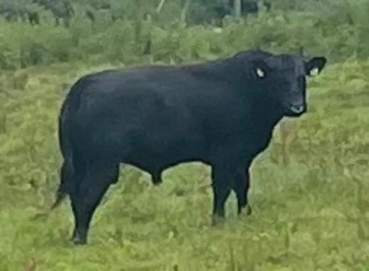 20 month old Angus Bull - Image 2