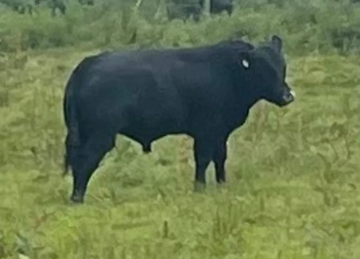 20 month old Angus Bull - Image 3