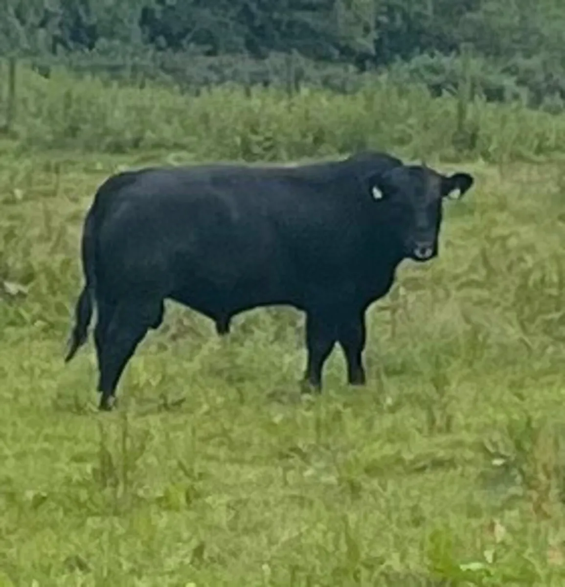 20 month old Angus Bull - Image 4