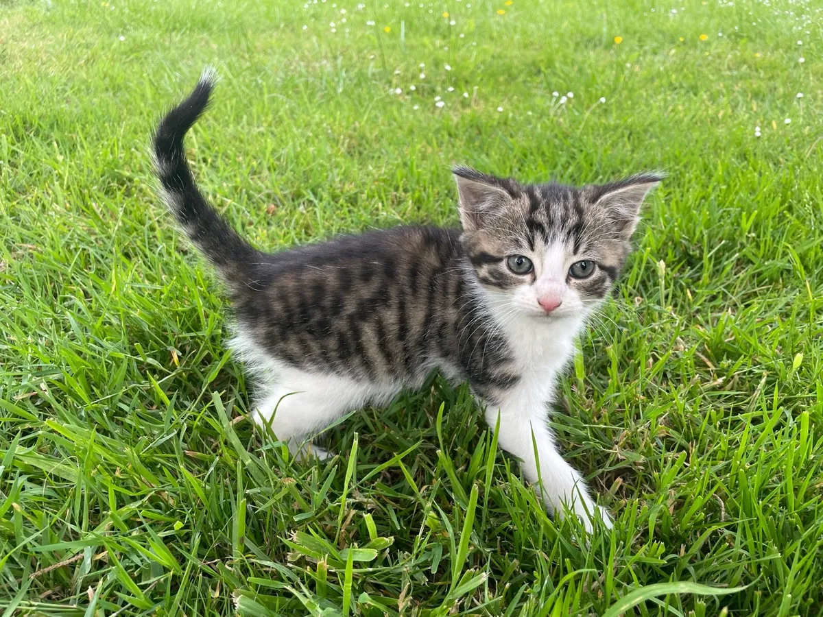Kittens - Image 1