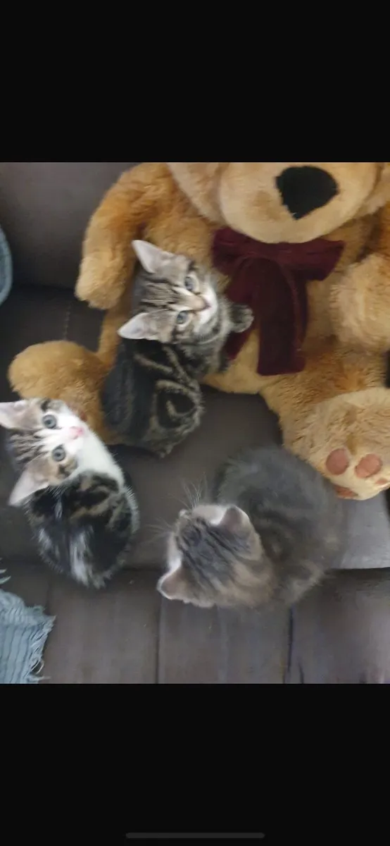 Kitten - Image 4