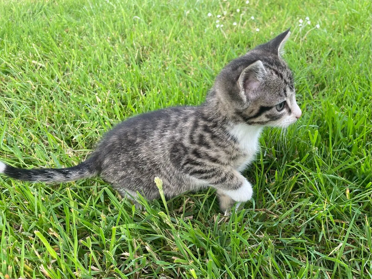 Kittens - Image 2