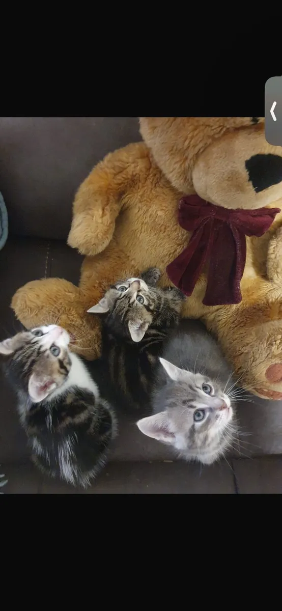 Kitten - Image 1