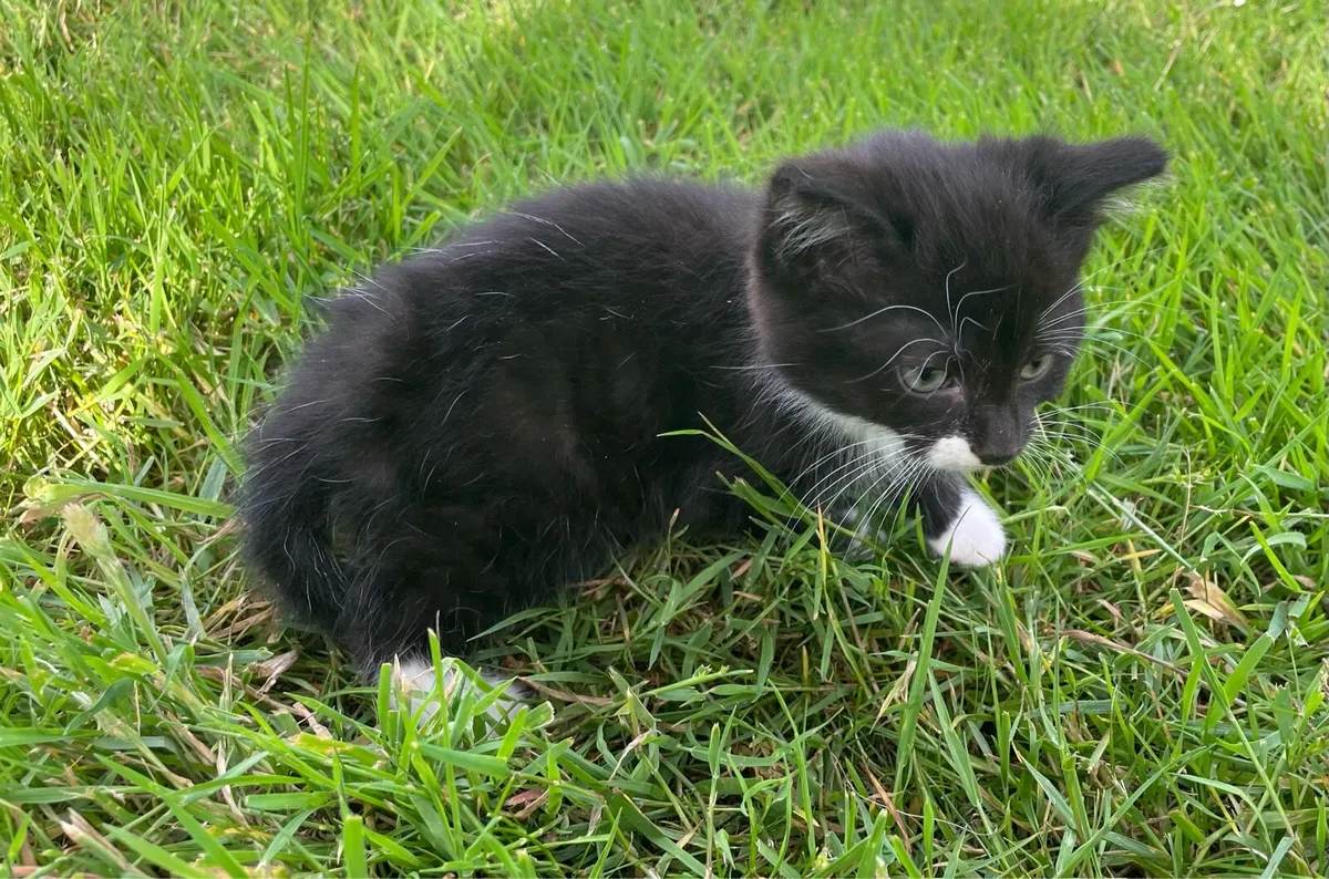 Kittens - Image 4