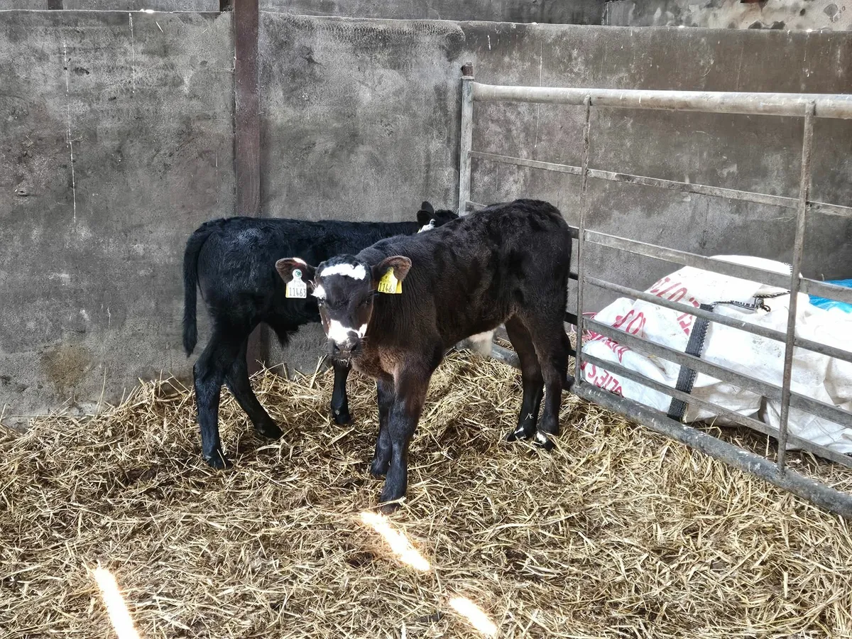 2 AA bull calves