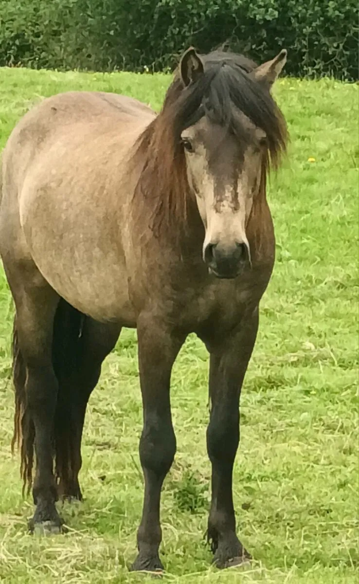 Potential show pony - Image 2