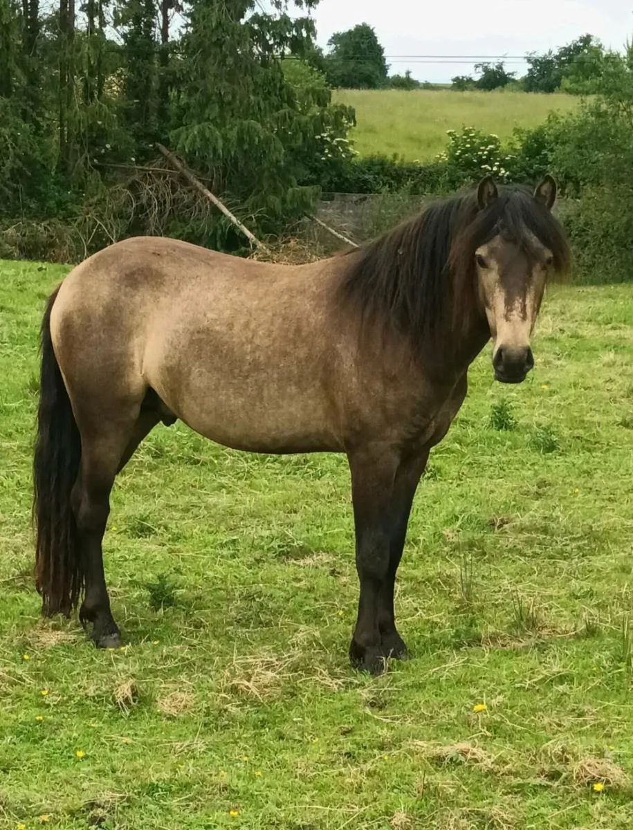 Potential show pony - Image 1