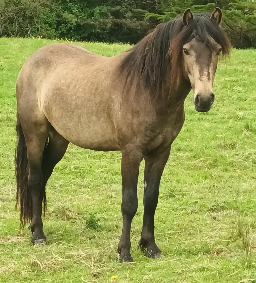 Potential show pony - Image 4