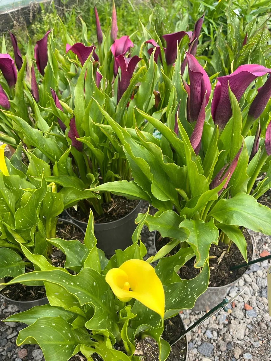 New Plant Nursery Navan - Image 1