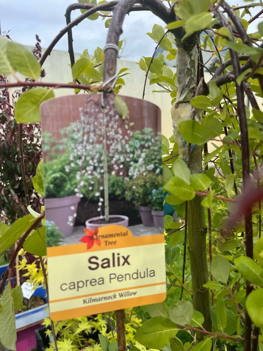 New Plant Nursery Navan - Image 2