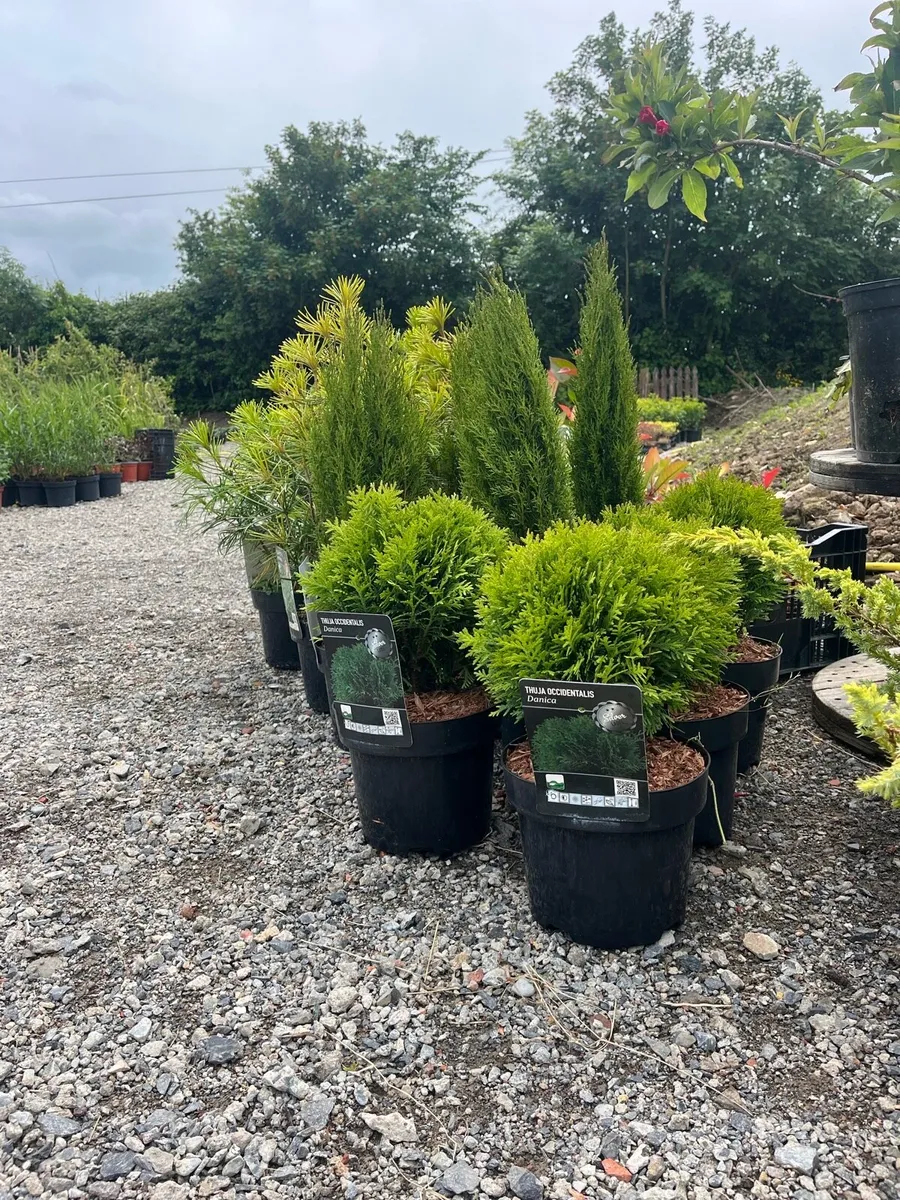 New Plant Nursery Navan - Image 4
