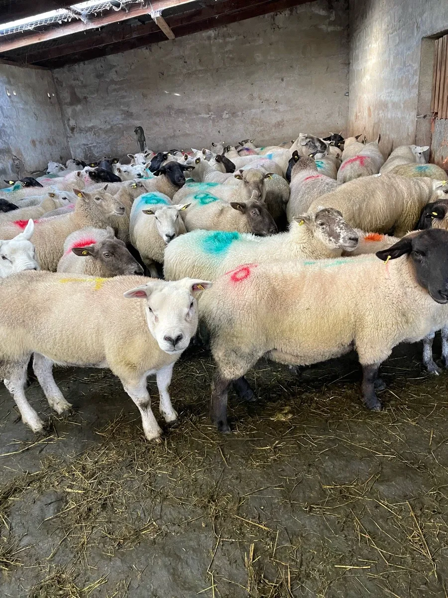 Fat ewes  wanted - Image 1