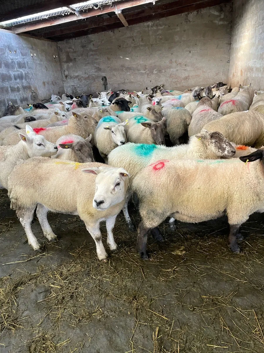 Fat ewes  wanted - Image 2