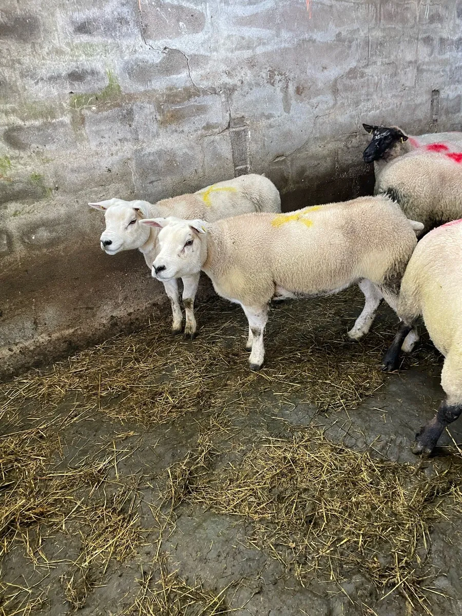 Fat ewes  wanted - Image 3
