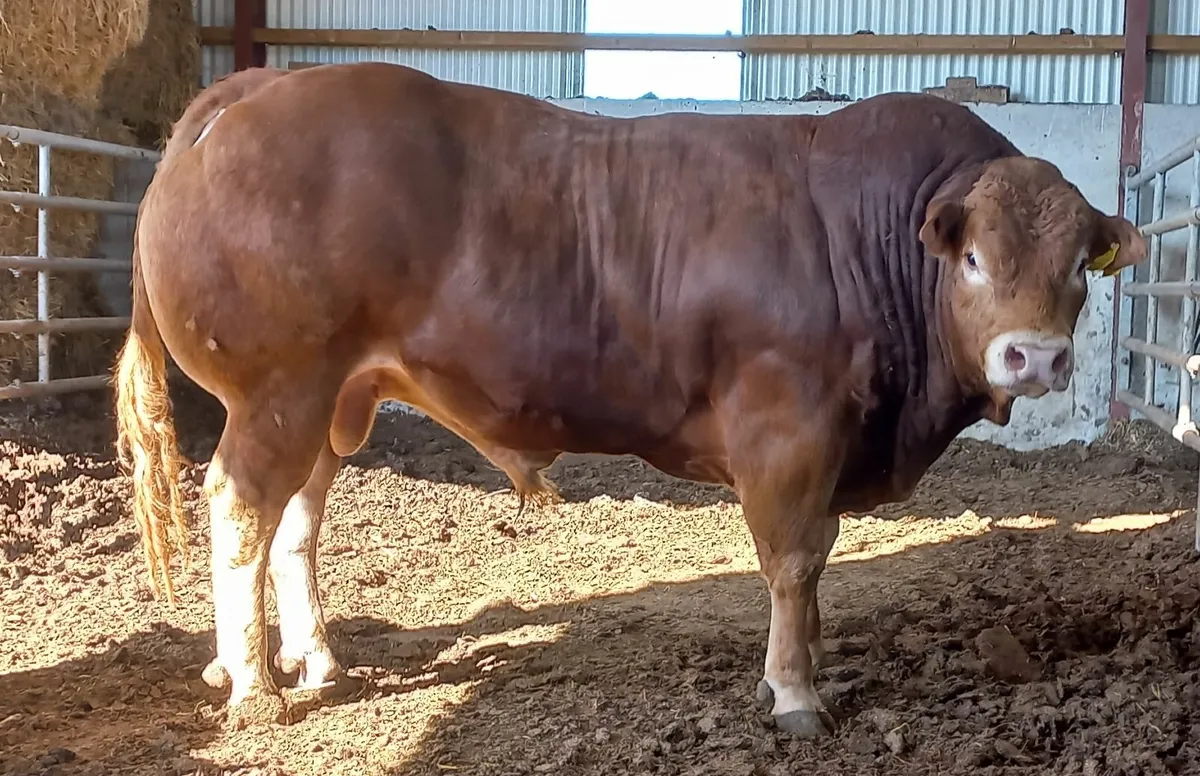 Top Quality PBR Limousin Bull - Image 1