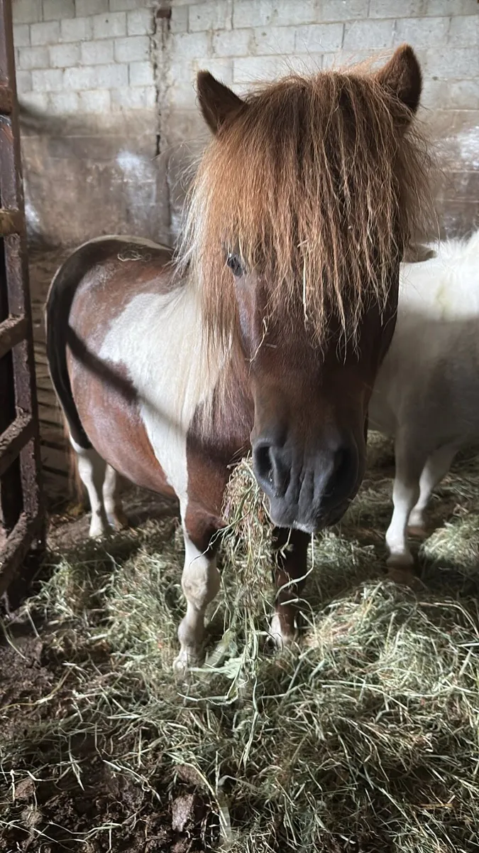 Shetland stallion - Image 1