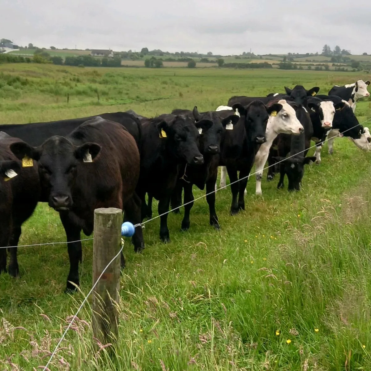 12 top quality angus & Hereford heifers 2024 born. - Image 1
