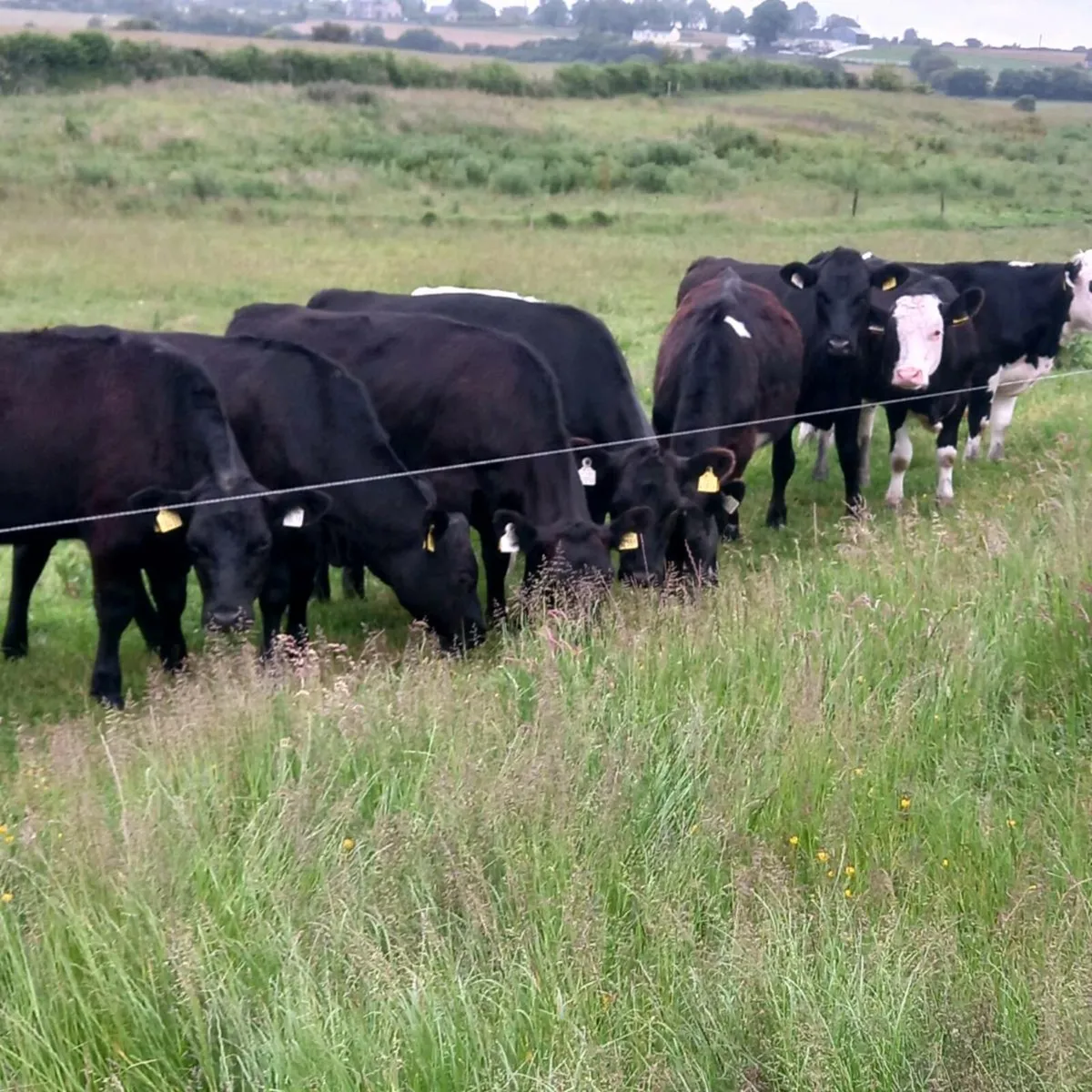 12 top quality angus & Hereford heifers 2024 born. - Image 2