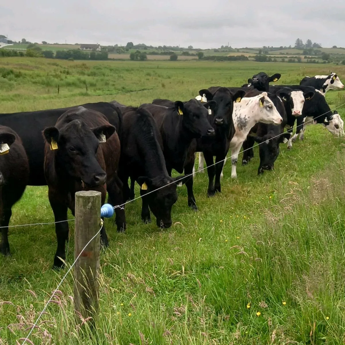 12 top quality angus & Hereford heifers 2024 born. - Image 3