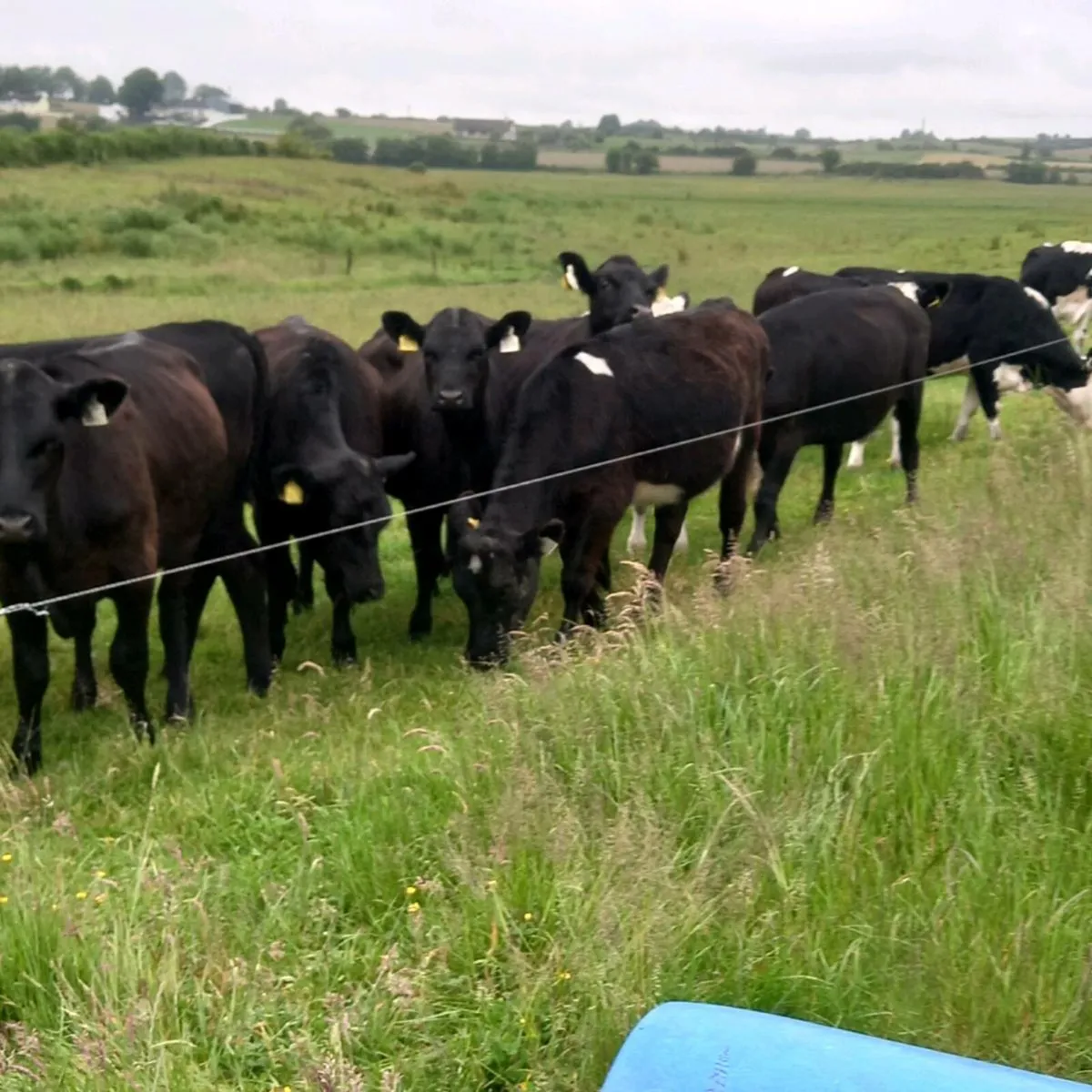 12 top quality angus & Hereford heifers 2024 born. - Image 4