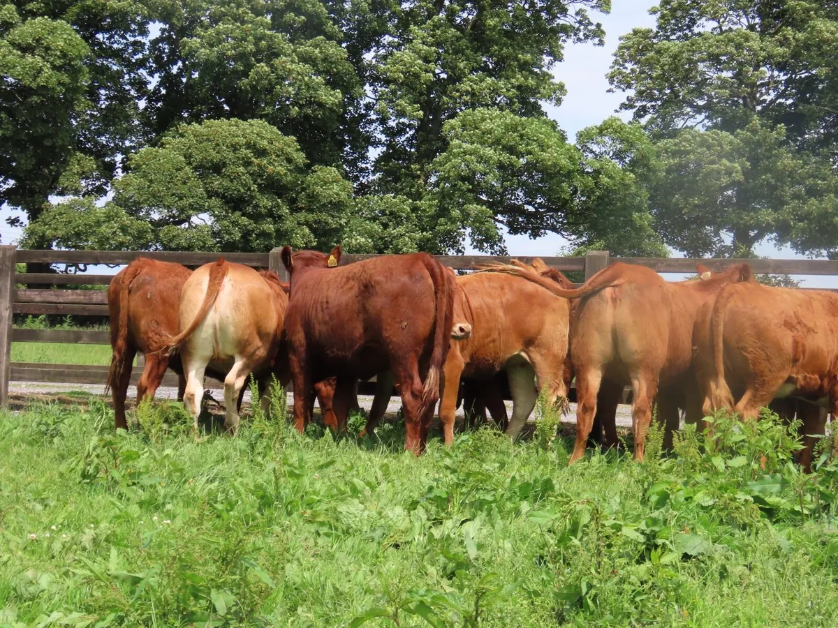 10 super red limousine heifer for sale - Image 1