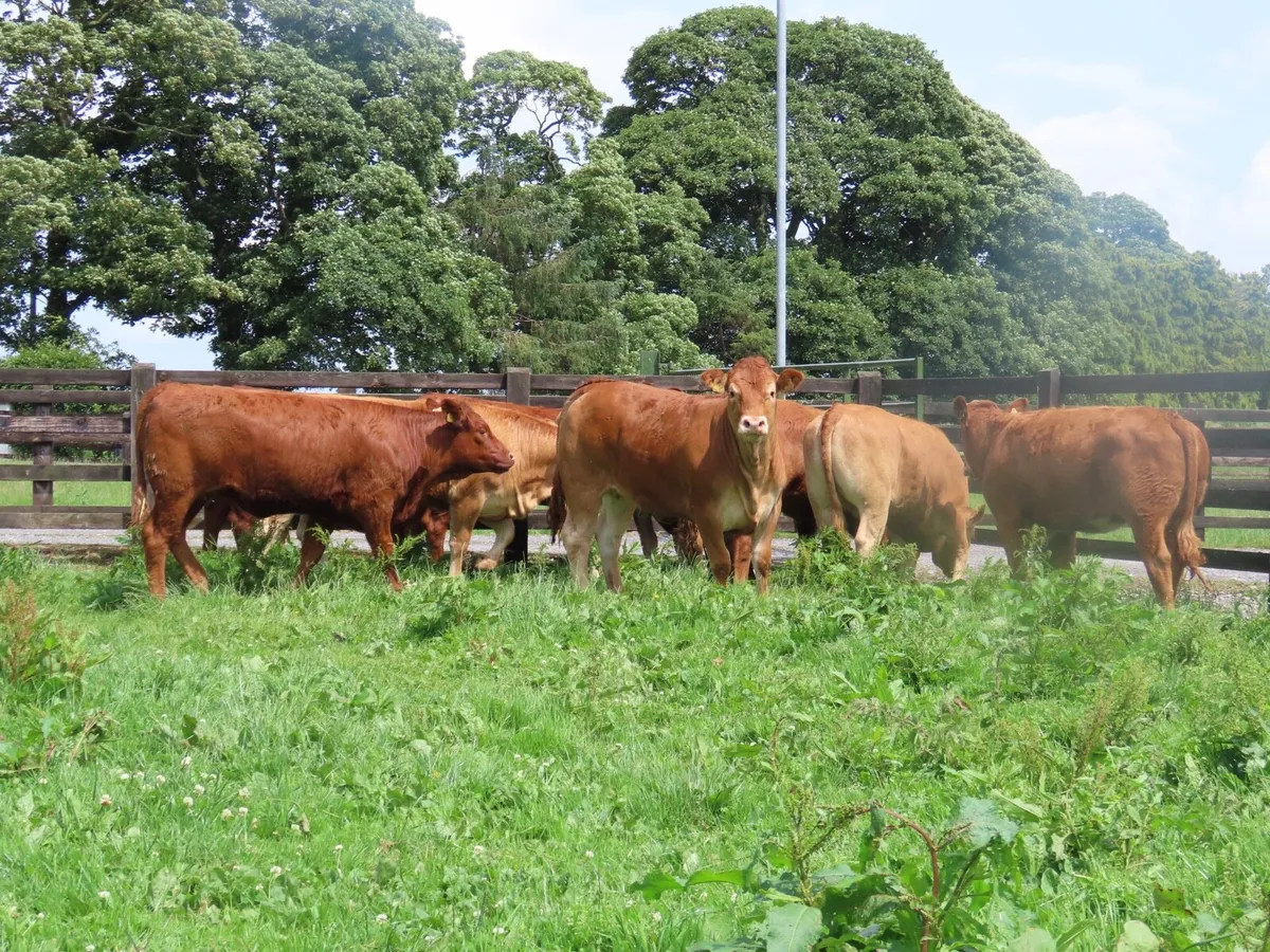 10 super red limousine heifer for sale - Image 2