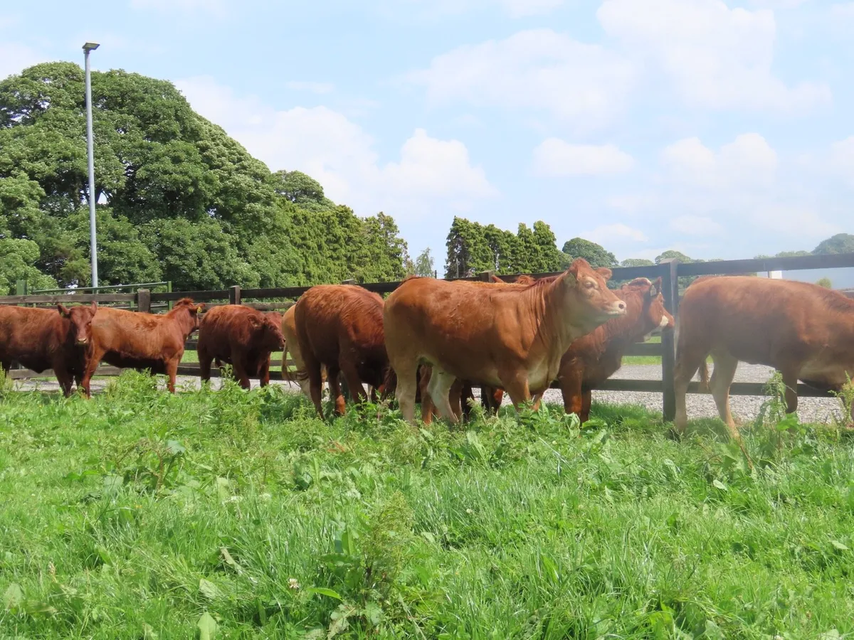 10 super red limousine heifer for sale - Image 3
