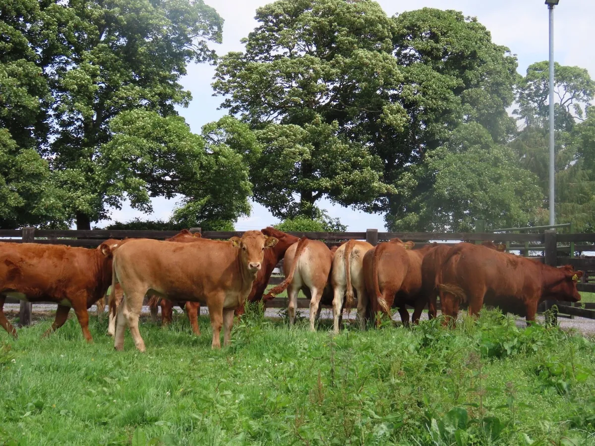 10 super red limousine heifer for sale - Image 4