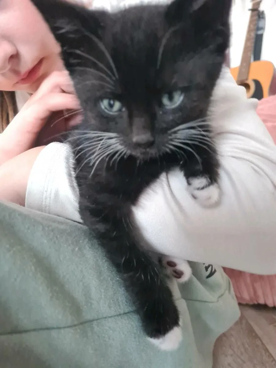 Kitten - Image 2